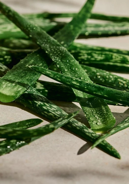 Tonique calmant à l’Aloe Vera